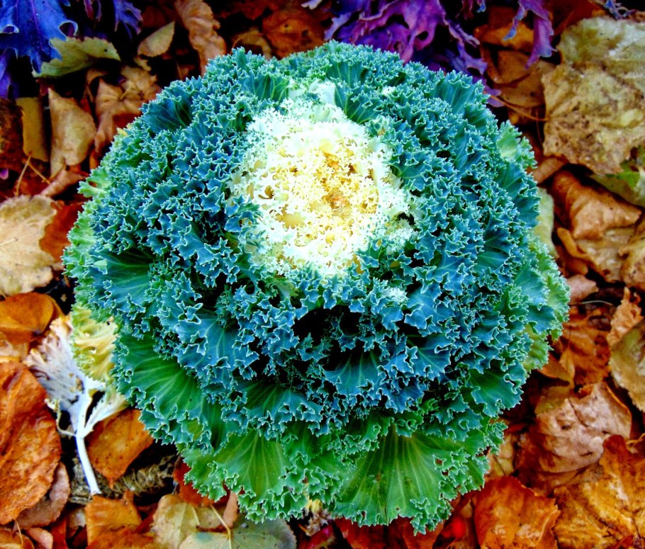 Декоративная капуста пальмовидная