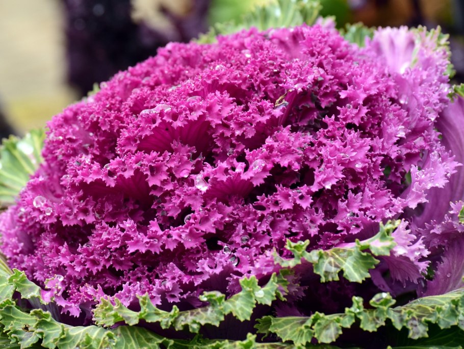 Капуста декоративная рисунок