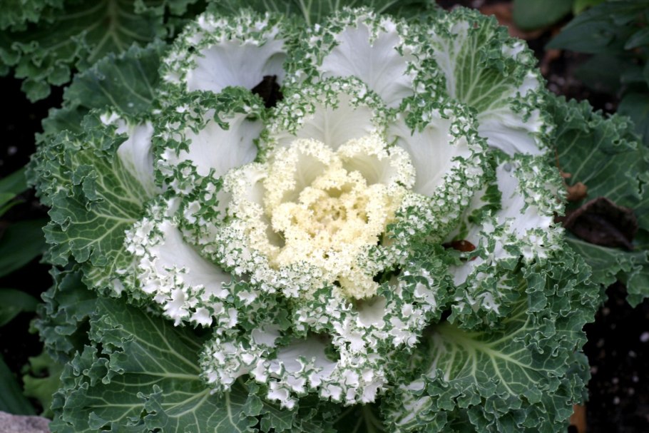 Капуста Нагойя белая