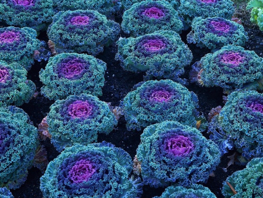 Капуста декоративная Брассика Санрайз