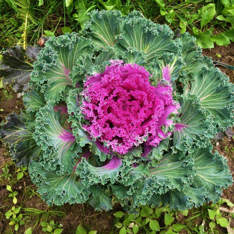 Декоративная капуста Брассика