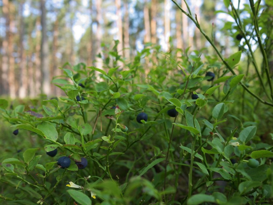 Дикоросы черника