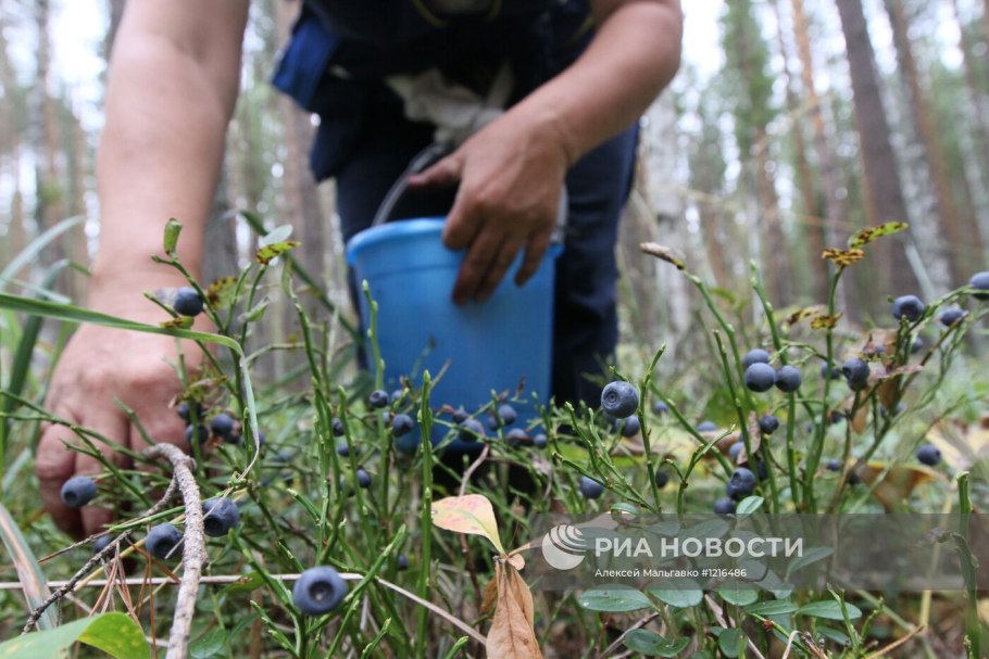 Черника в Марий Эл