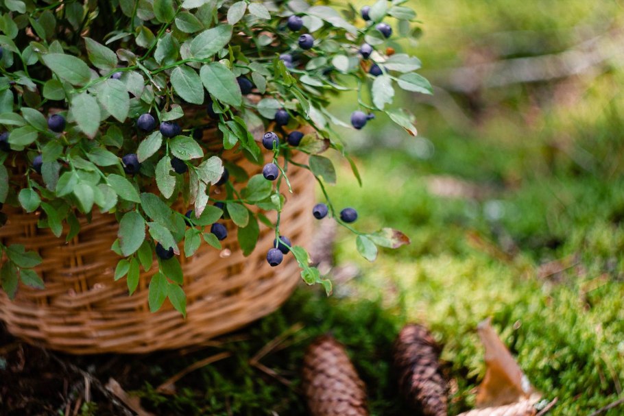 Август черника