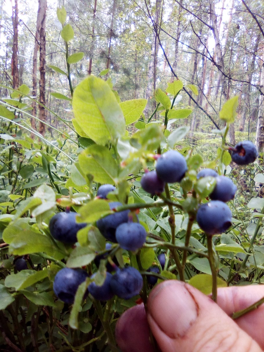 Черника кустарничек