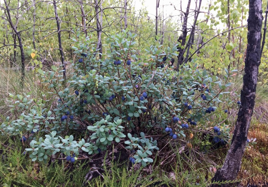 Болотная Лесная голубика.