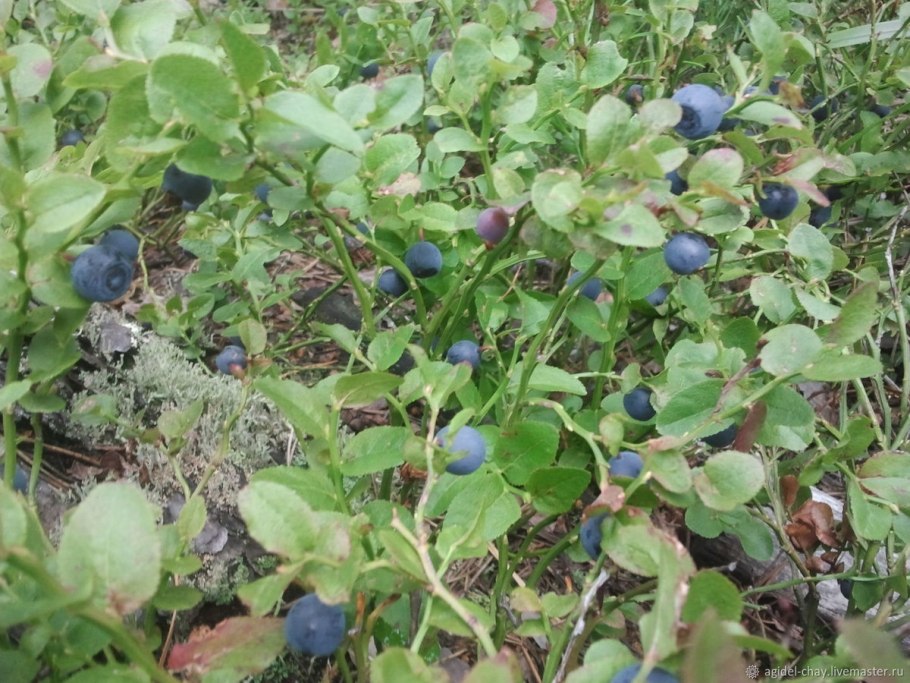 Черника растет