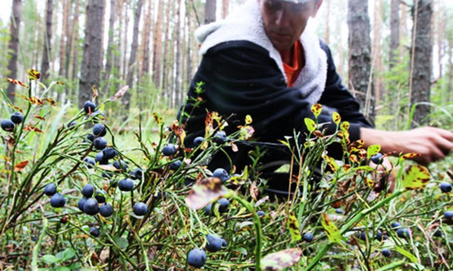 Черничные места