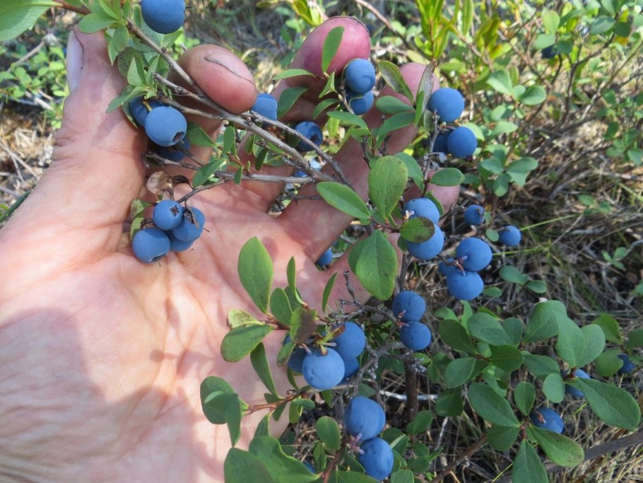 Голубика Лесная