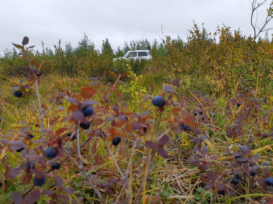 Черничное болото