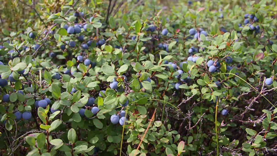 Голубика обыкновенная гонобобель