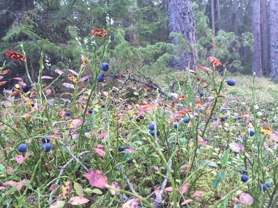 Черника в горах красной Поляны