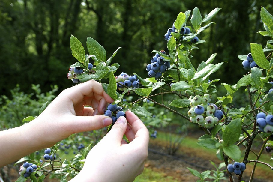 Голубика в тени