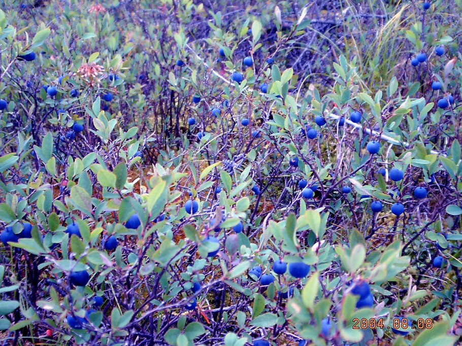 Лесная ягода гонобобель