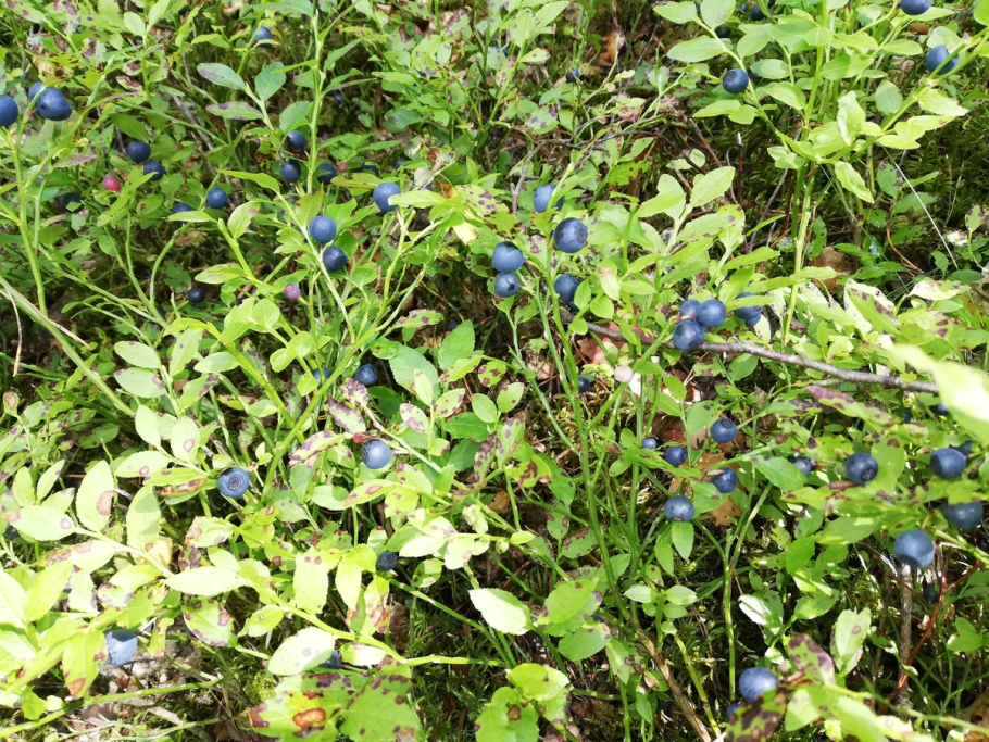 Черника растет