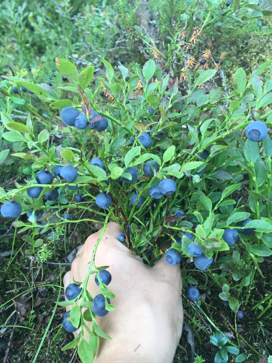 Черника ягода куст