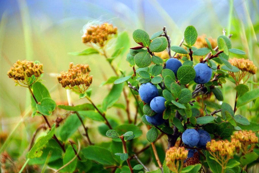 Морошка брусника голубика