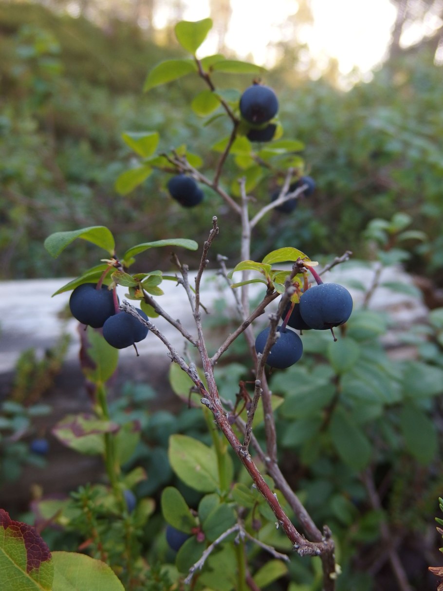 Черника Дикая