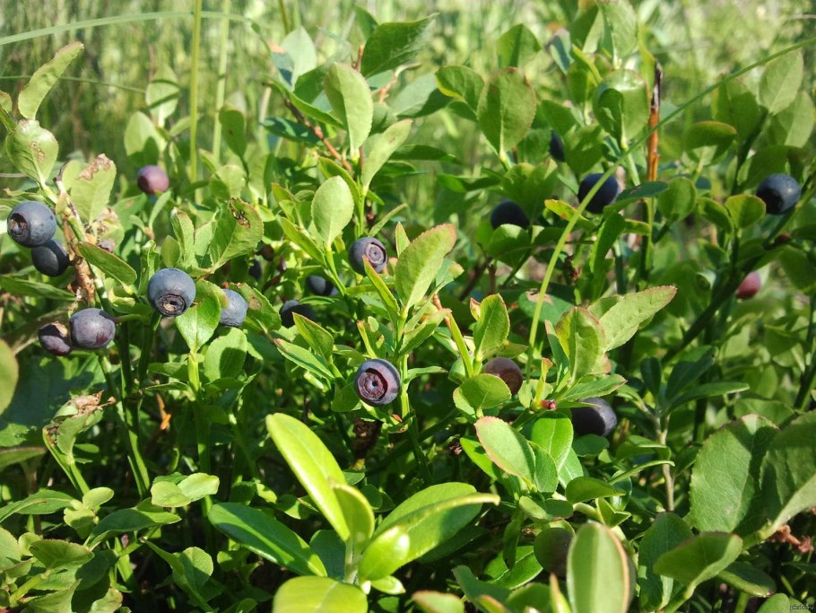 Черника куст Лесная Абхазия