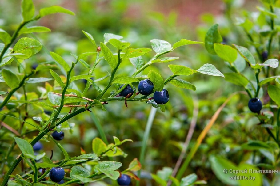 Черника обыкновенная или миртолистная