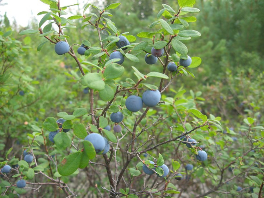 Голубика Лесная куст
