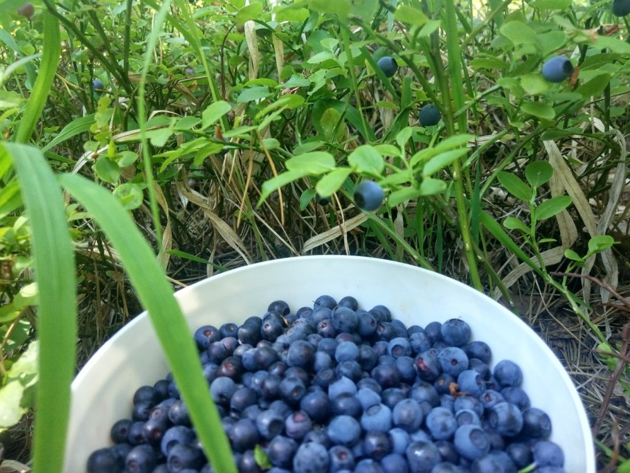 Черника в Свердловской области
