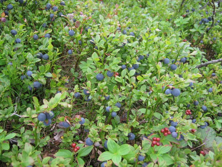 Морошка черника брусника голубика