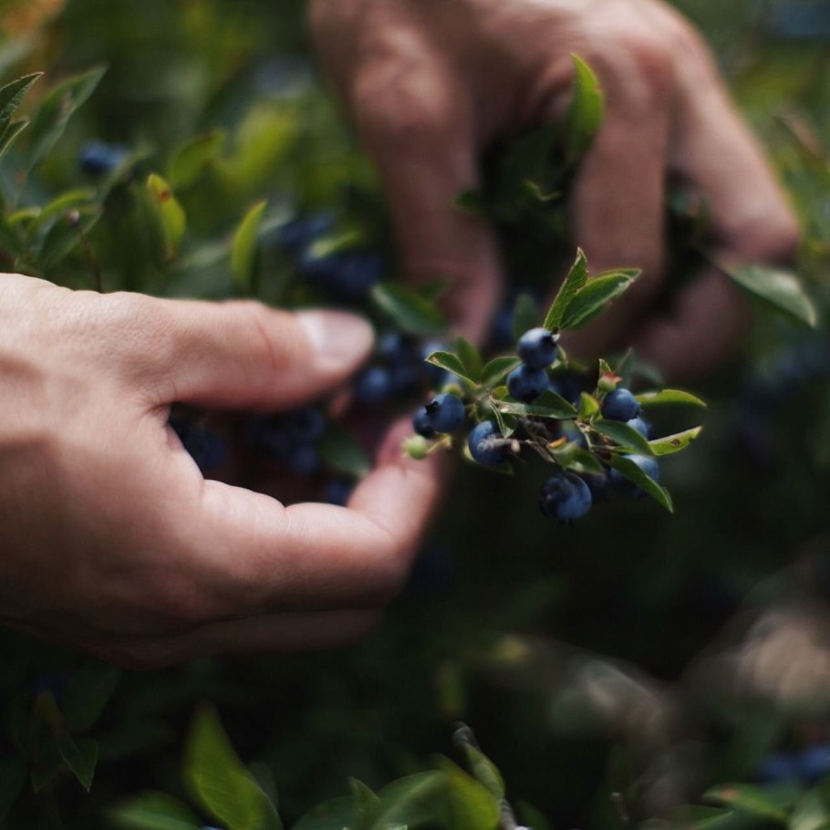 Поляна черники