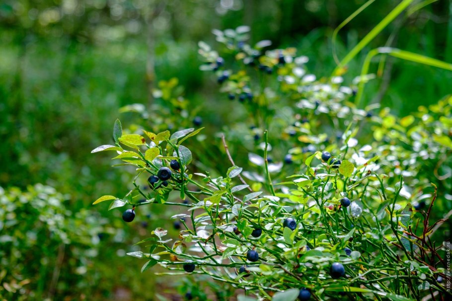 Черника куст