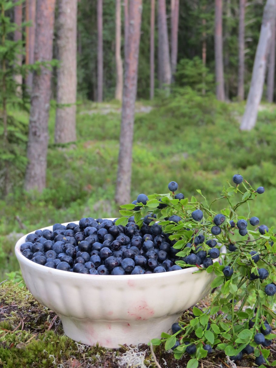 Голубика Таежная