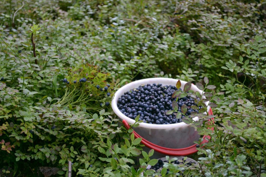 Сбор ягод в лесу