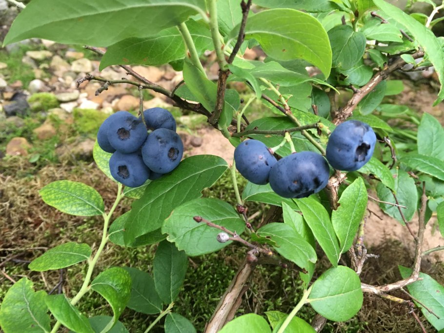 Голубика Алтайская