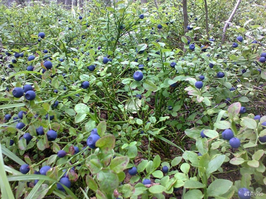 Черника в лесу Подмосковья