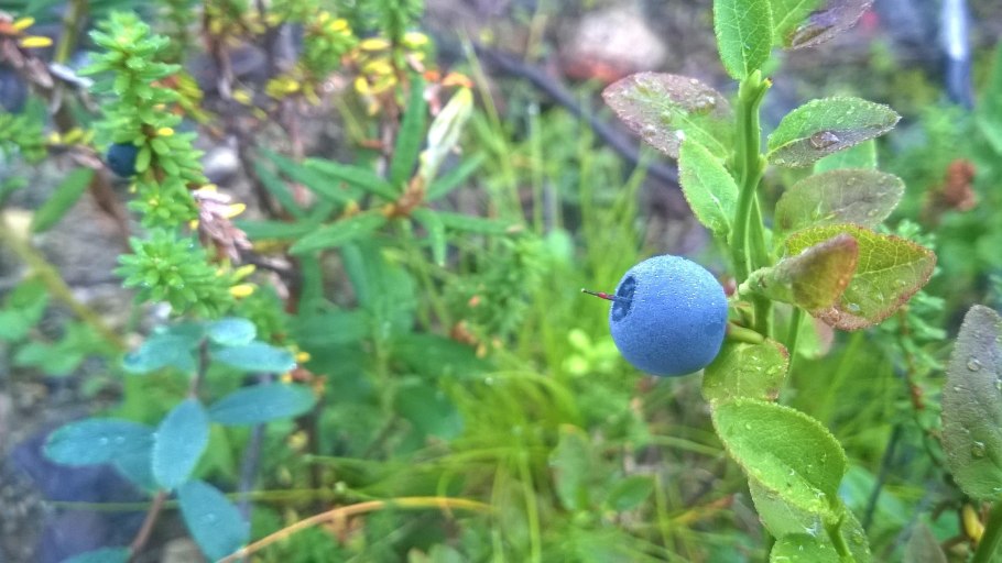 Черника кустарничек