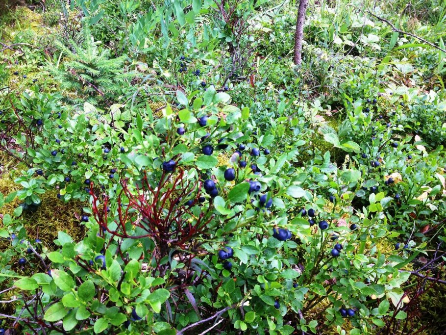 Черника в Адыгее