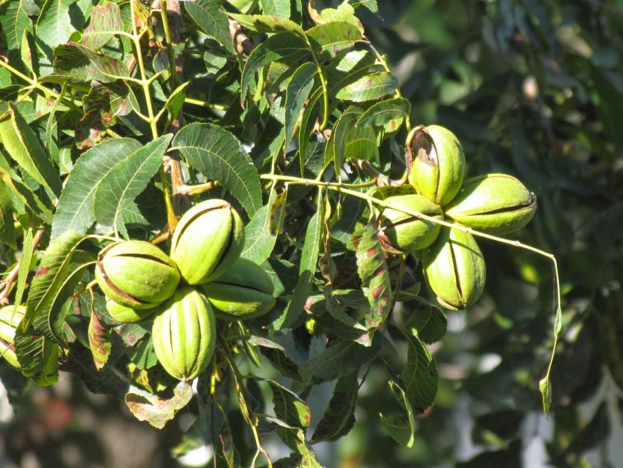 Кипрский орех пекан