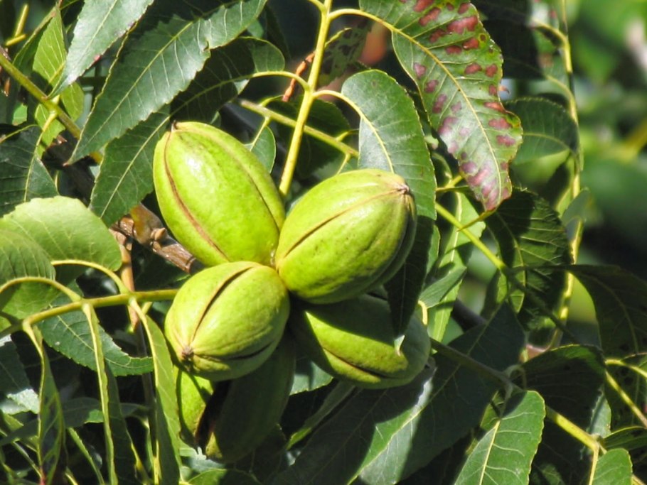 Орех маньчжурский пекан