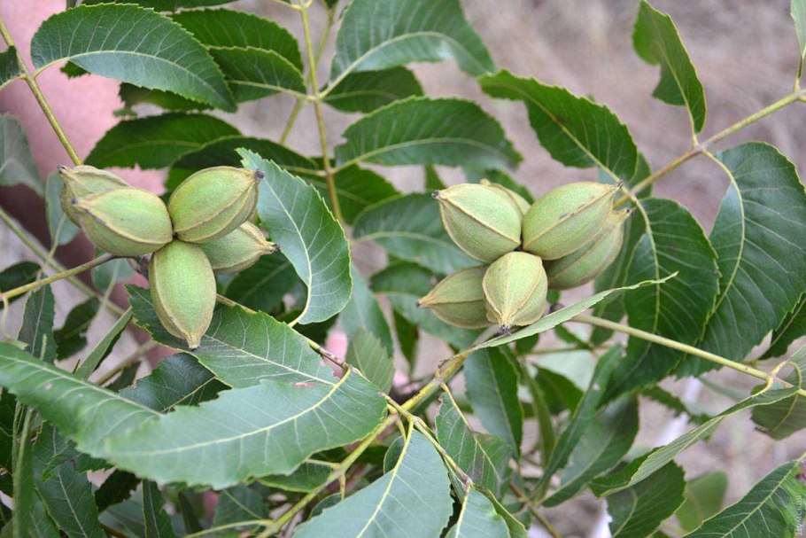 Крымский орех пекан