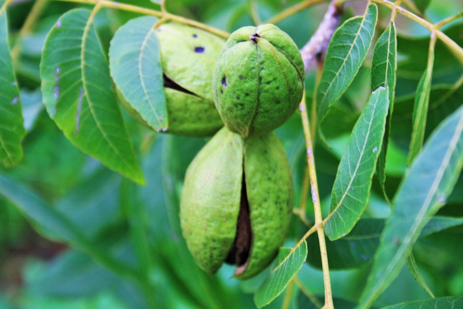 Орех пекан дерево