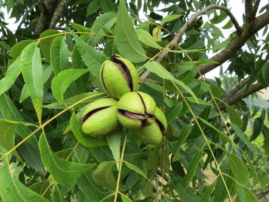 Орехи Абхазии пекан