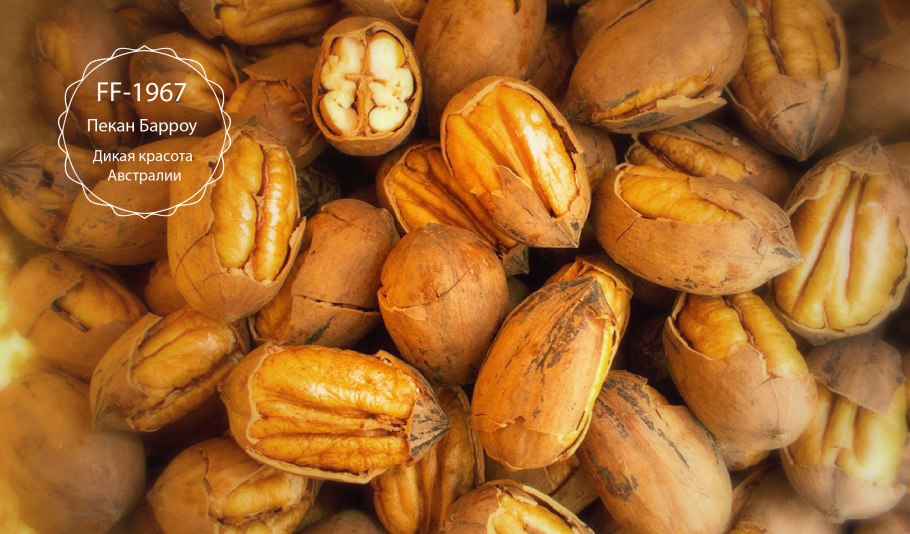 Пекан без скорлупы (вес-100 г)