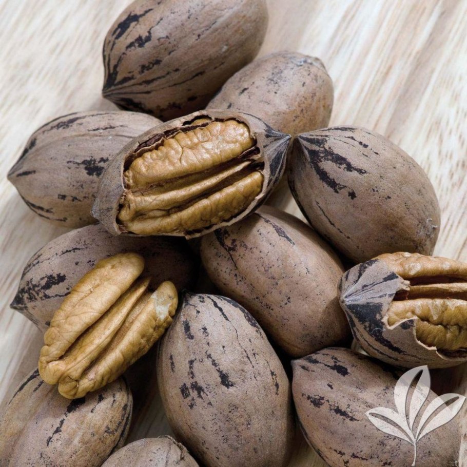 Орех пекан дерево