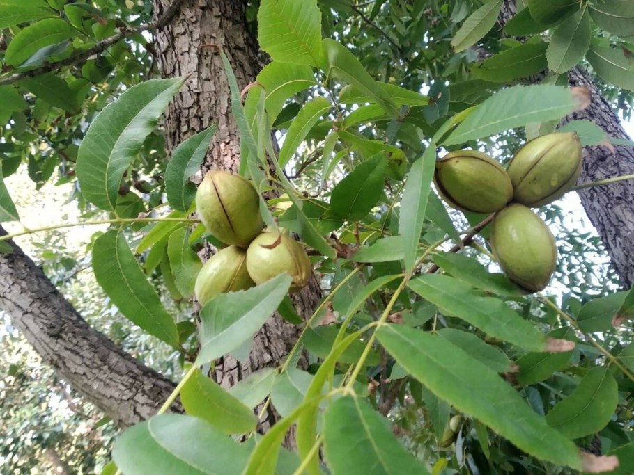 Пекан обыкновенный орех