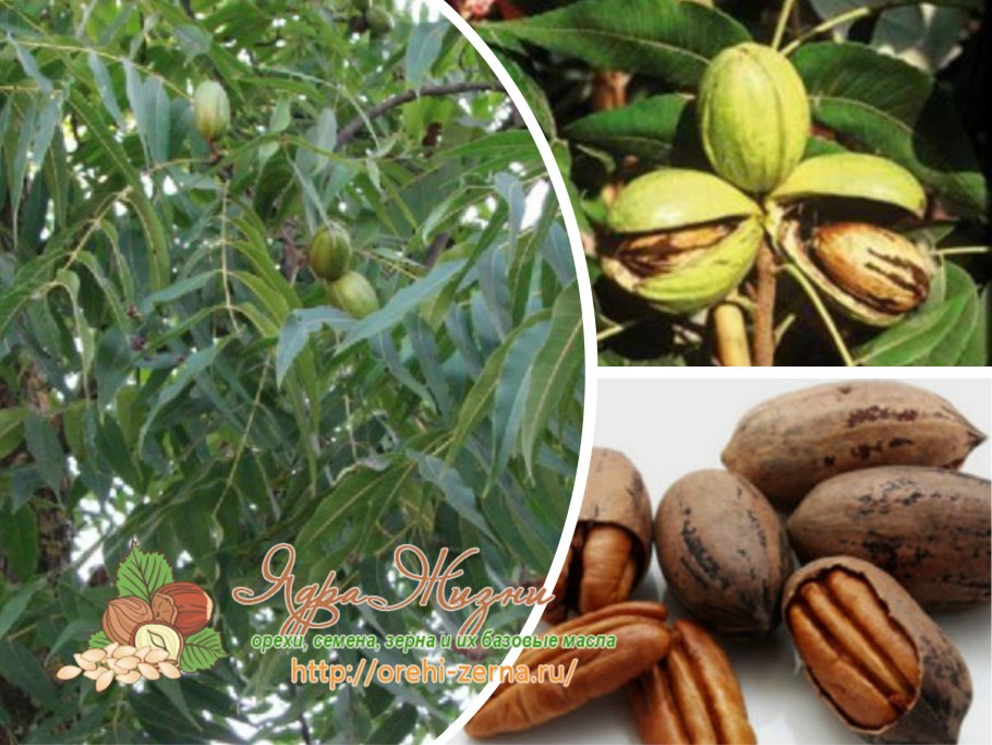 Орех пекан дерево