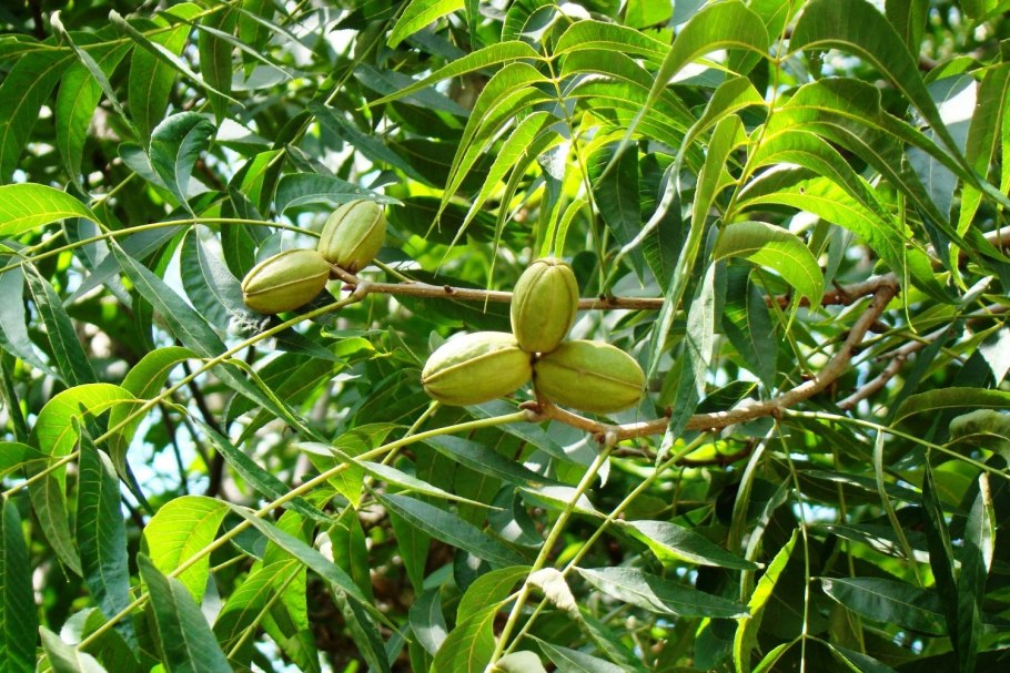 Пекан дерево