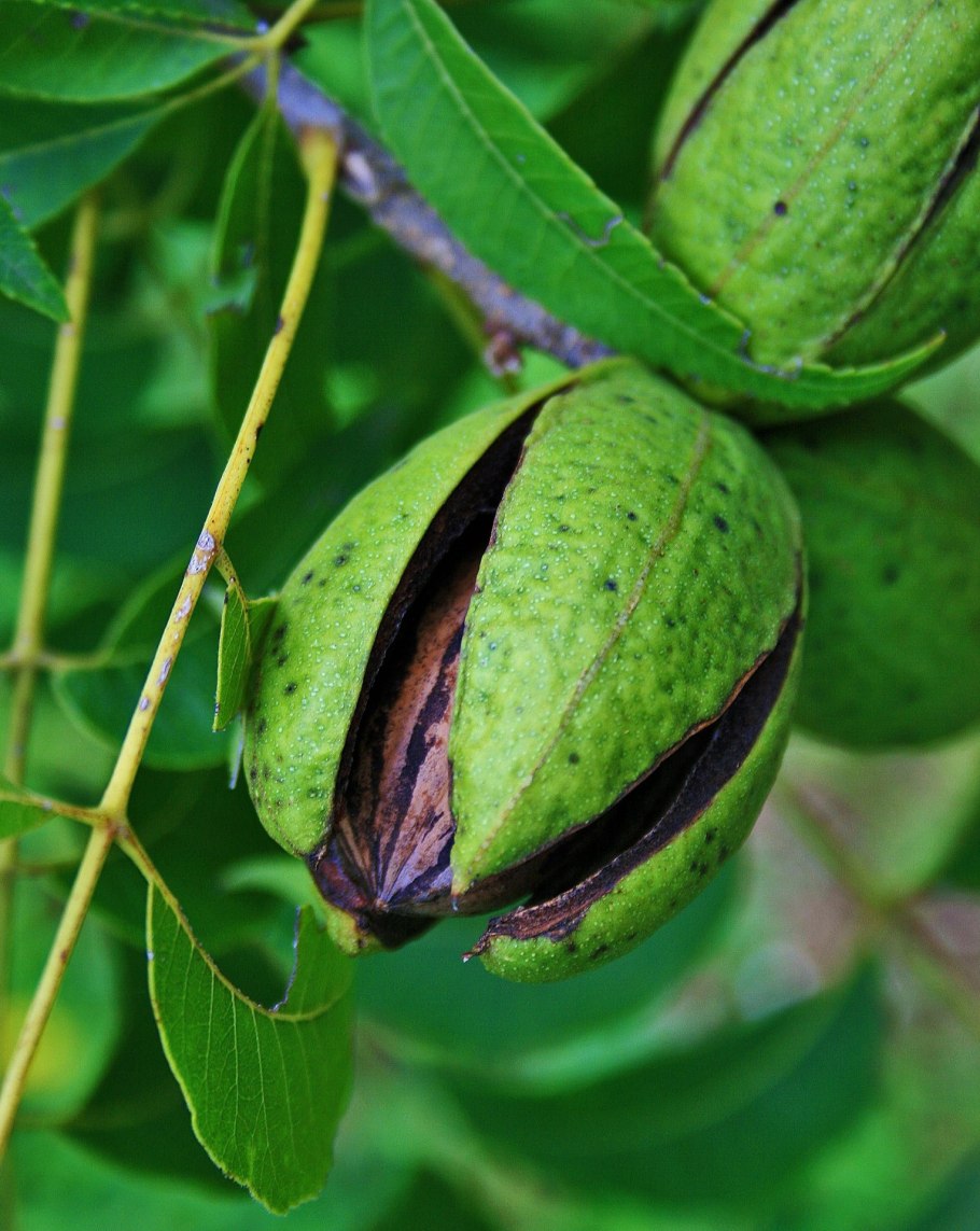 Большой белый орех пекан