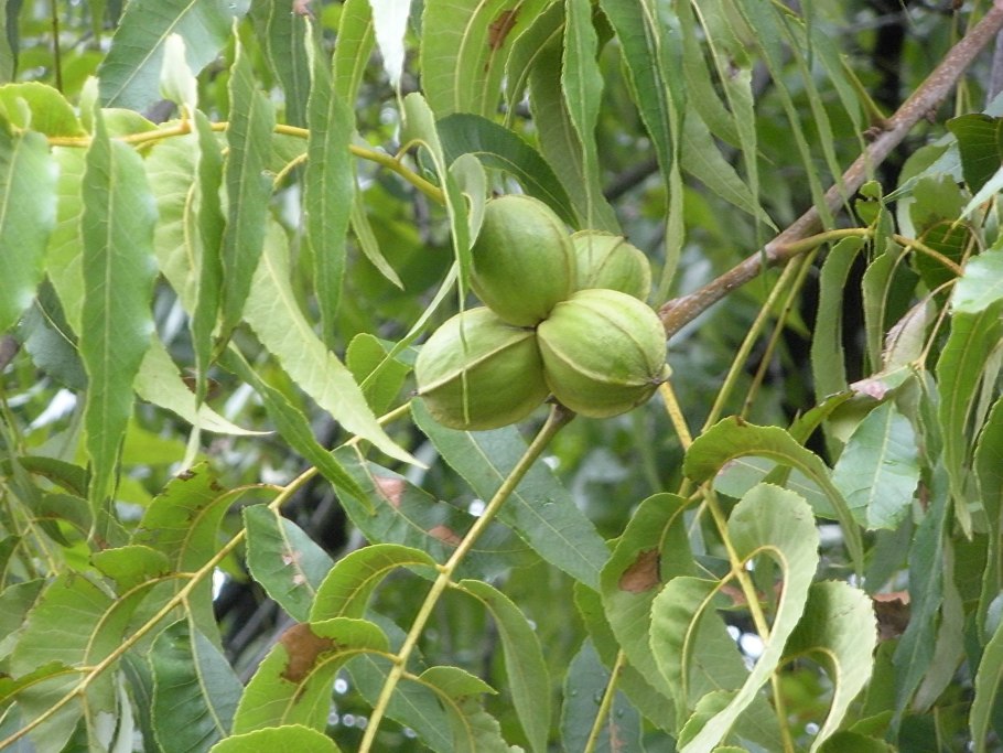 Индийский орех пекан