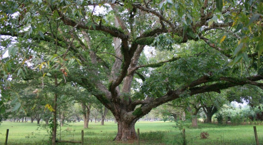 Орех пекан дерево