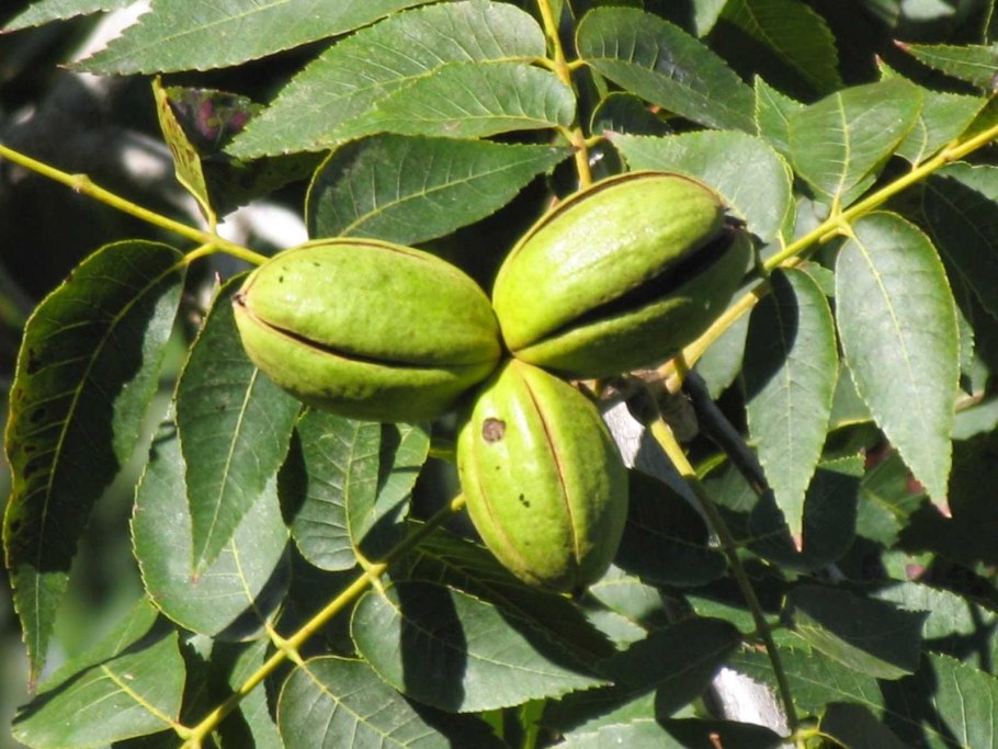 Кария пекан