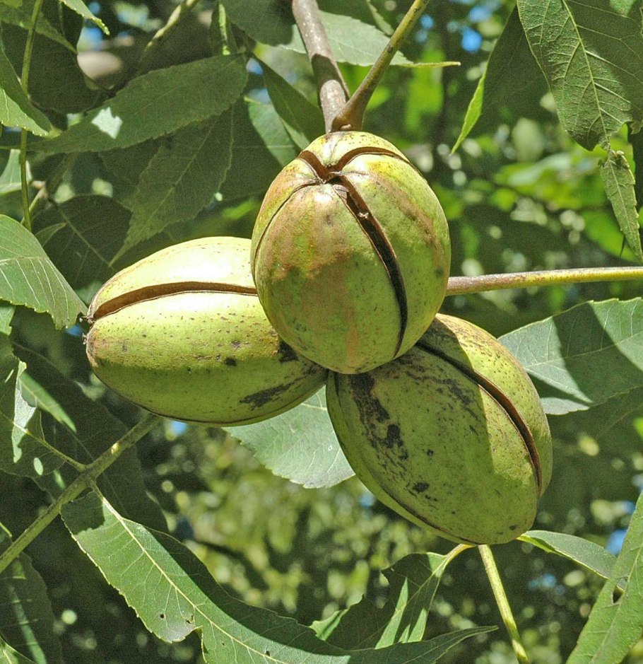 Орех пекан (Kiowa)